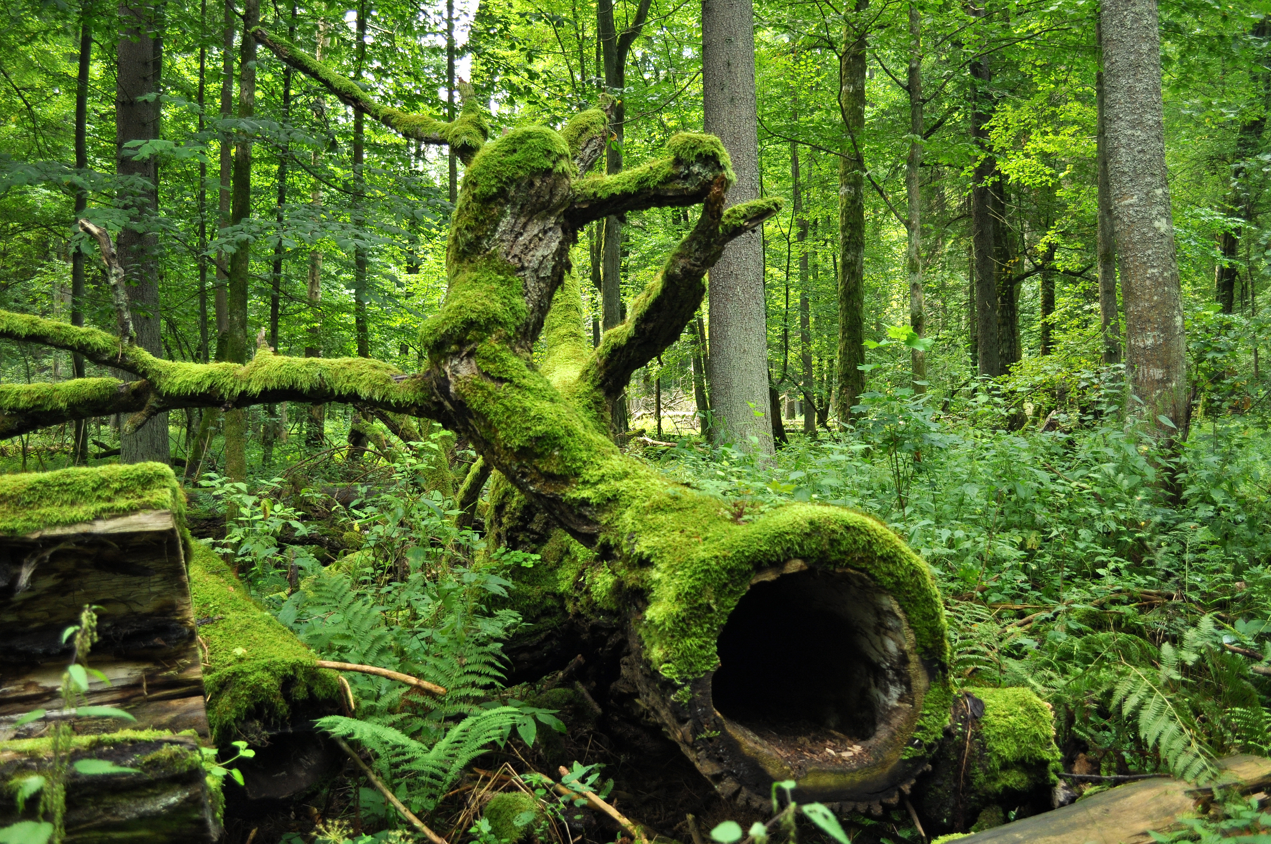 Bialowieza_National_Park_in_Poland0029.JPG