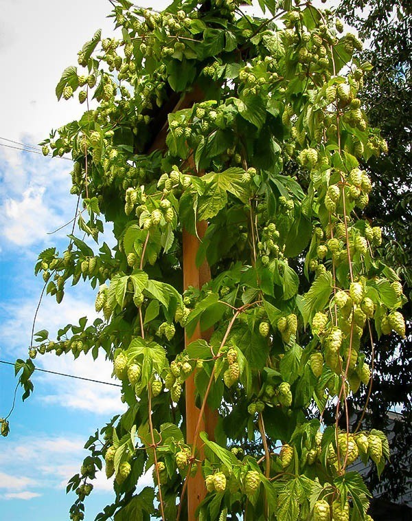 centennial-hops-2.jpg