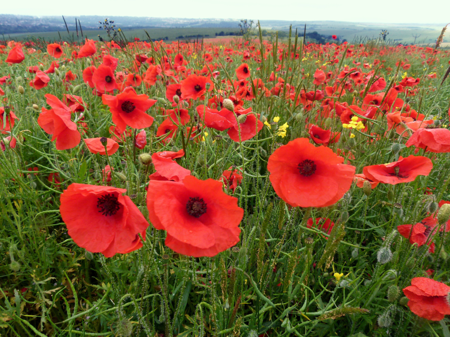 poppy-field-wet.jpg