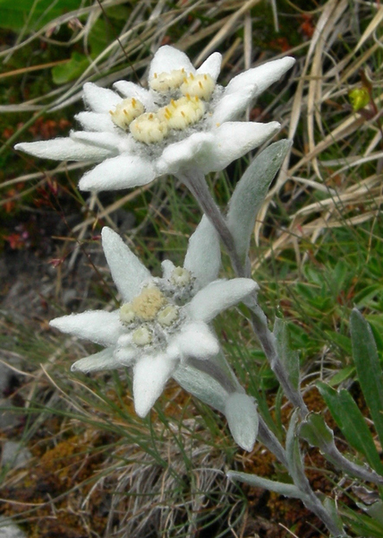 leontopodium_alpinum_Edelweiss_428x600.jpg