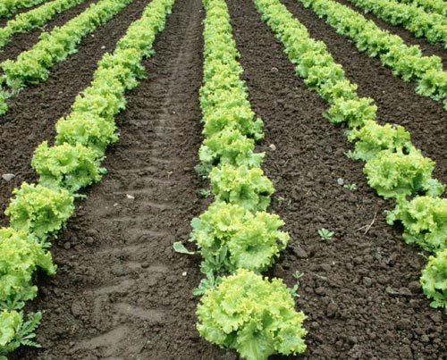 lettuce%2B2.jpg