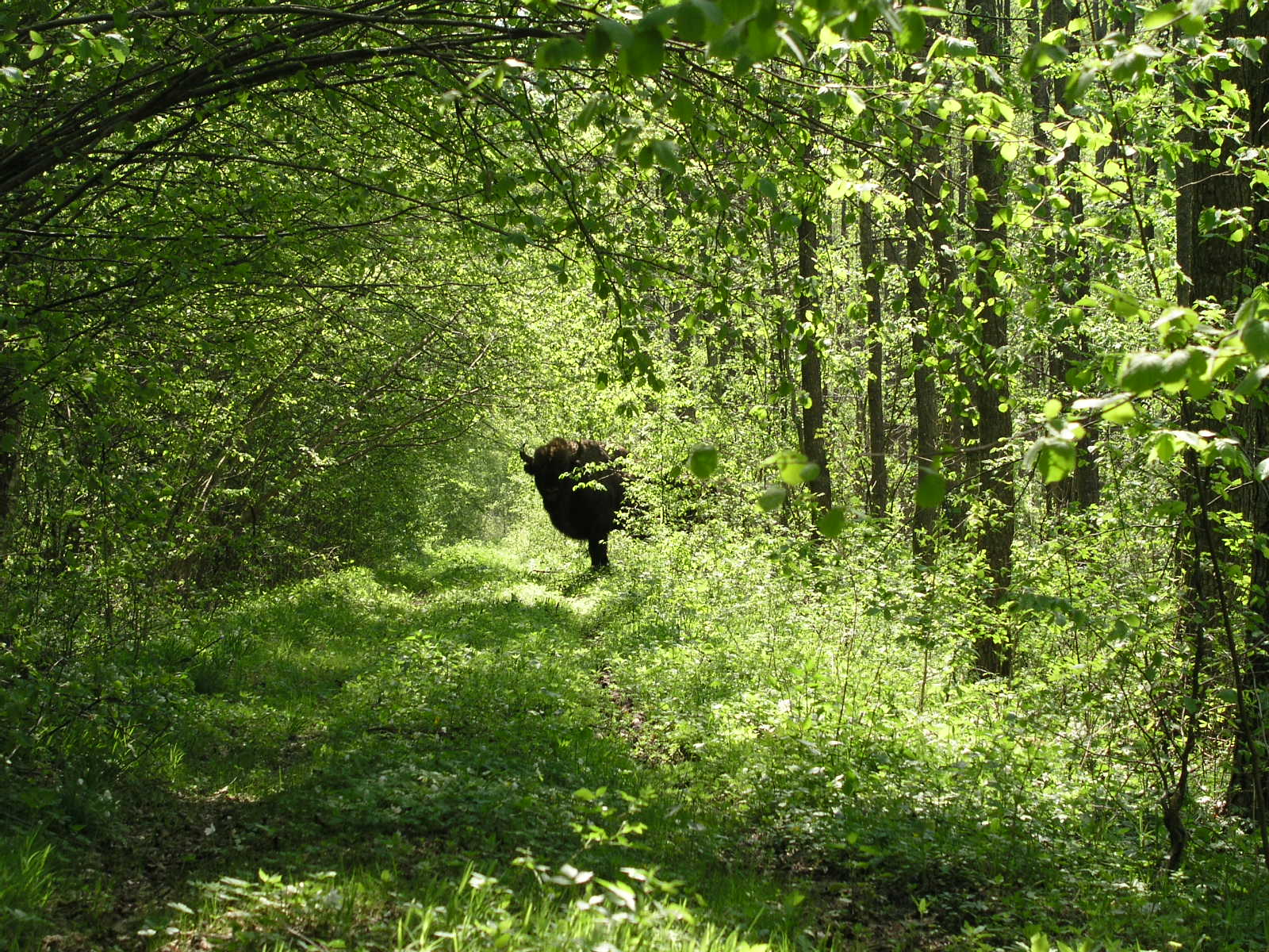 4.Bialowieza+Forest.jpg