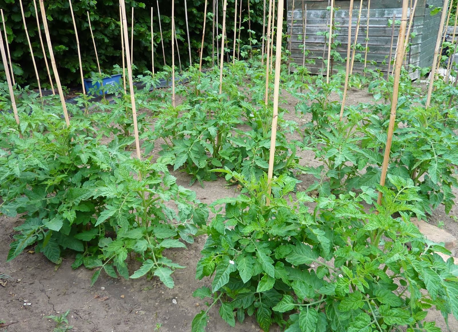tomato-plant-rows.jpg