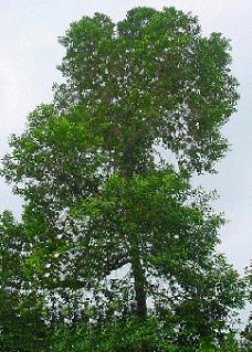 indonesian-bay-tree.jpg