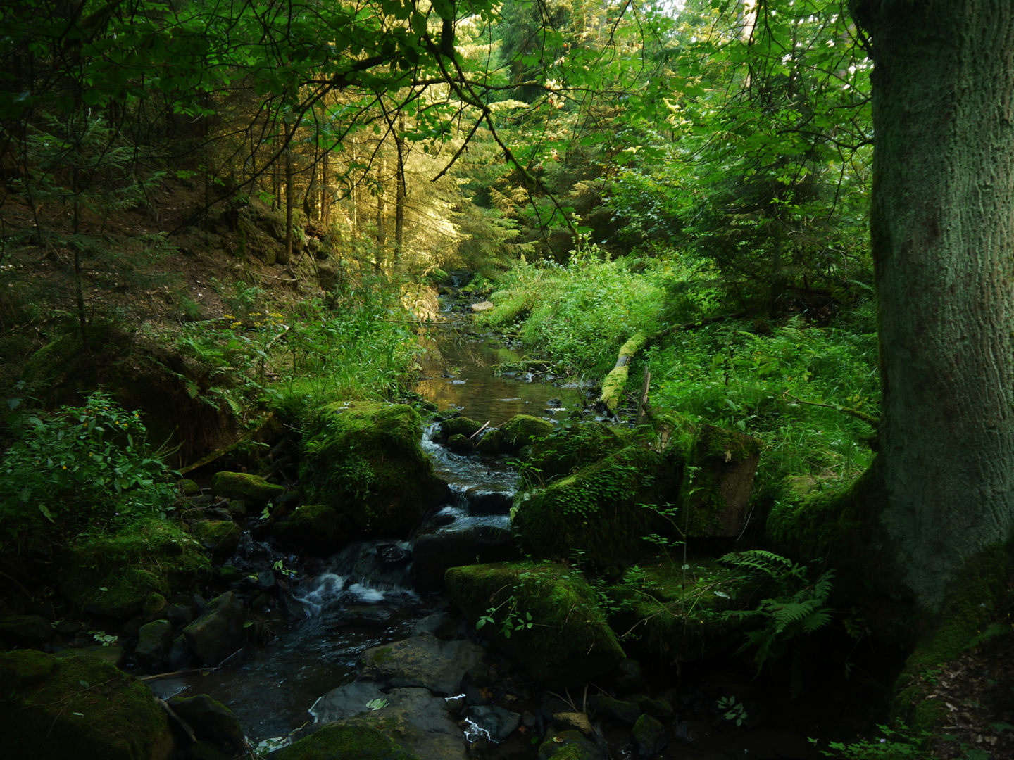 the_valleys_of_lothlorien_1_by_dragoroth_stock-d4757bo.jpg