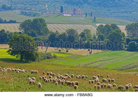 tuscany-landscape-near-asciano-siena-province-crete-senesi-tuscany-fb8a8g.jpg