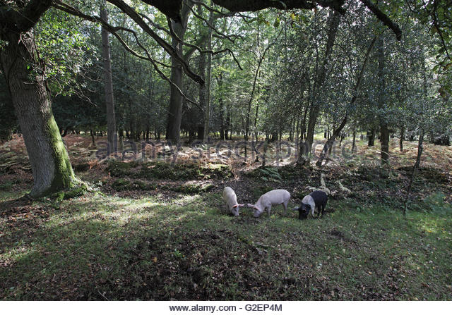 pigs-feeding-on-acorns-during-the-pannage-season-new-forest-national-g2ep4m.jpg
