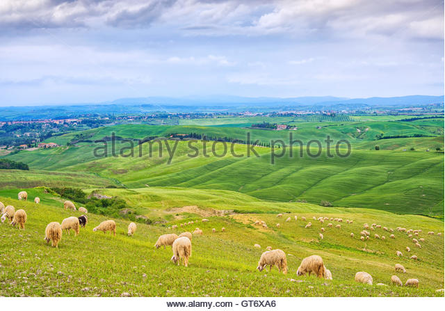 sheeps-grazing-in-green-fields-in-orcia-valley-rolling-hills-on-background-gt6xa6.jpg