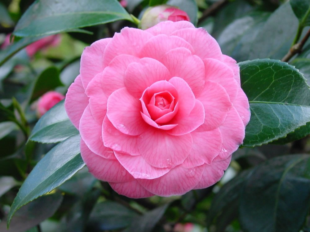 Camellia-japonica-Pink-Perfection.jpg