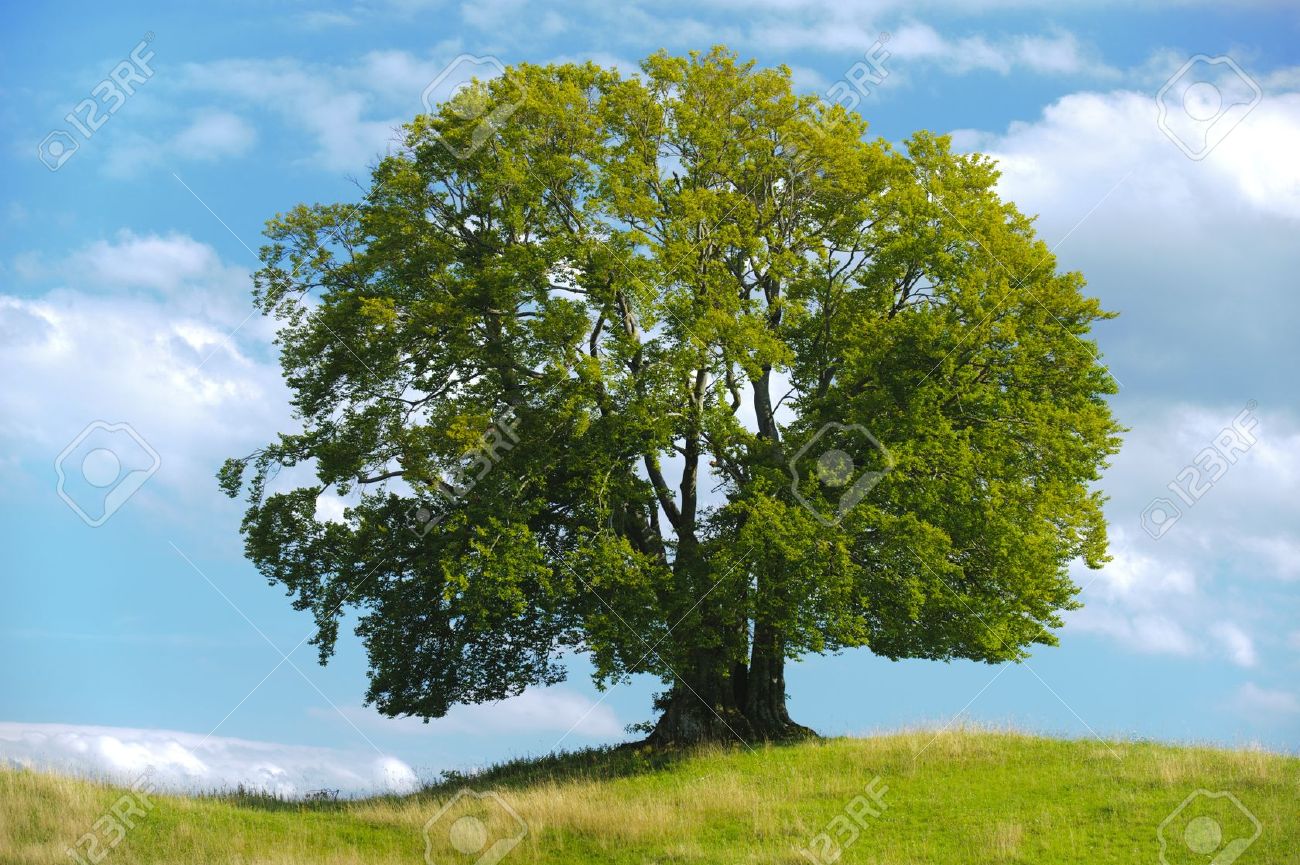 14884116-big-single-beech-tree-in-summer-Stock-Photo-life.jpg
