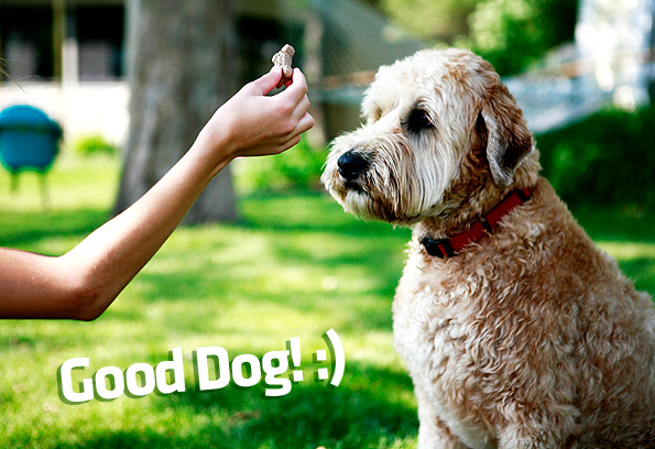 positive-reinforcement-dog-training.jpg