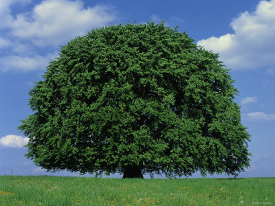 beech-tree-1.jpg
