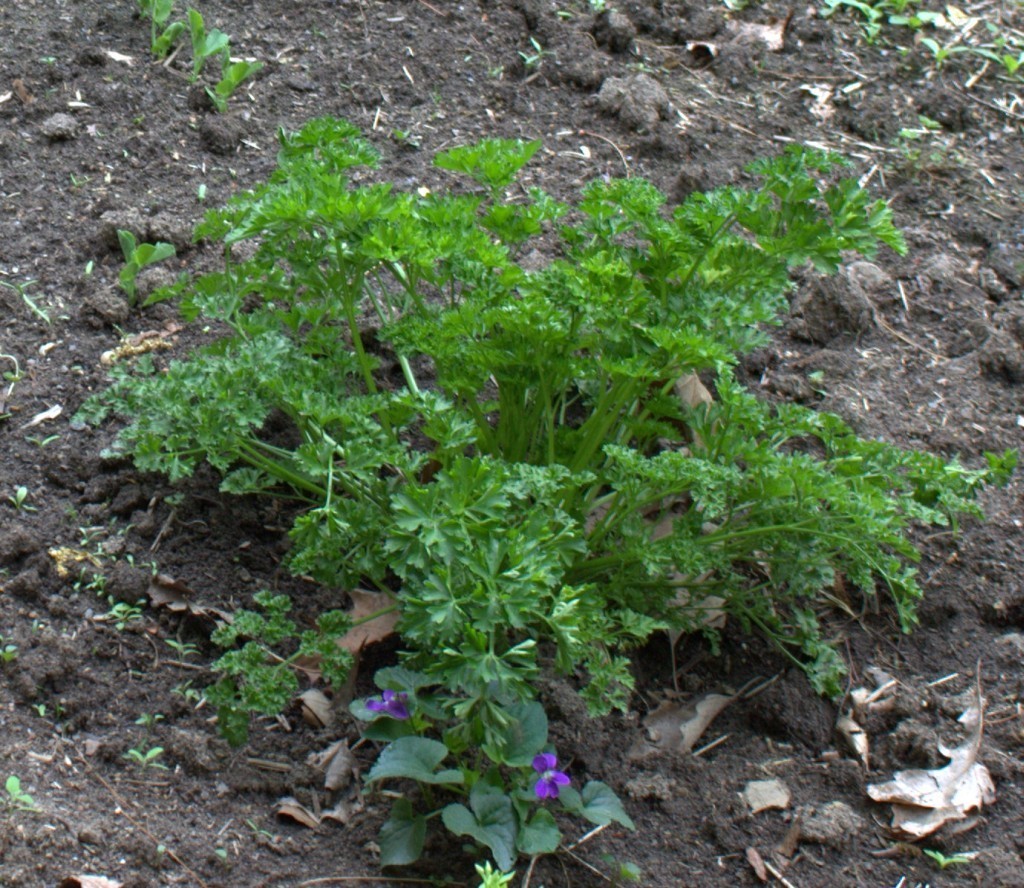 parsley-plant-1024x888.jpg