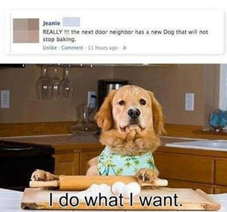 dog-that-wont-stop-bakking-i-do-what-i-want.jpg
