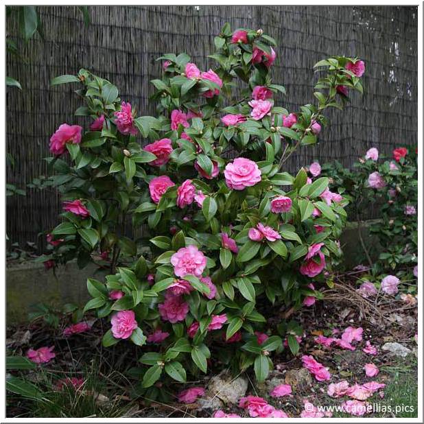 camellia-soins-2-big.jpg