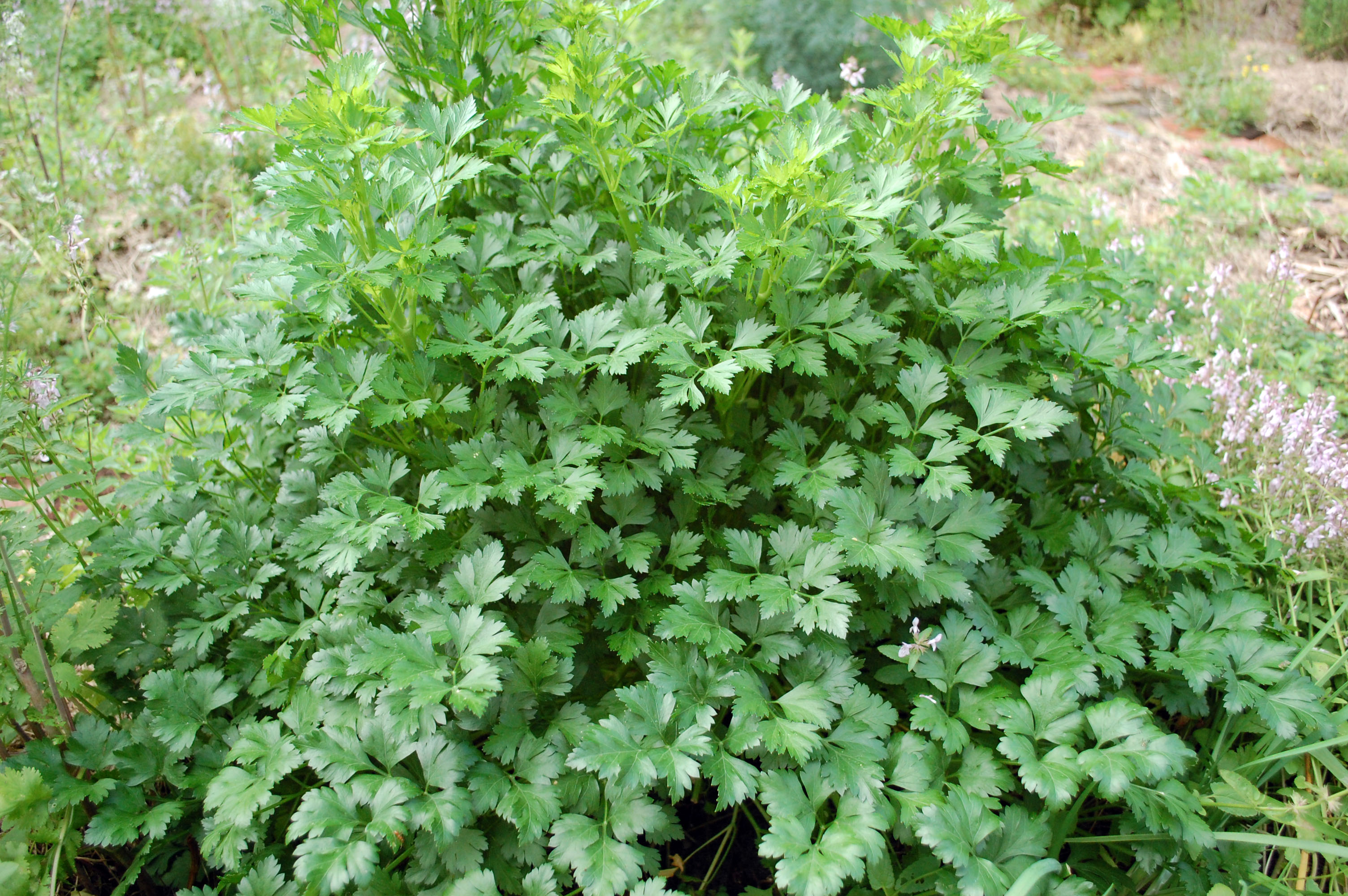 parsley1.jpg