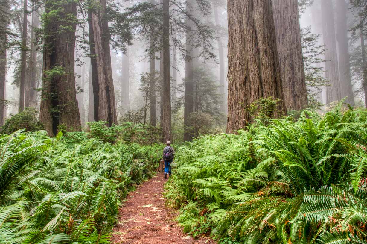 redwood-forest-path-hiking-1.jpg
