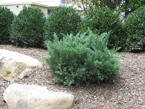 juniper.parsoni1.jpg