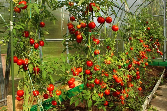 Types-of-Tomato-Plants-sm.jpg