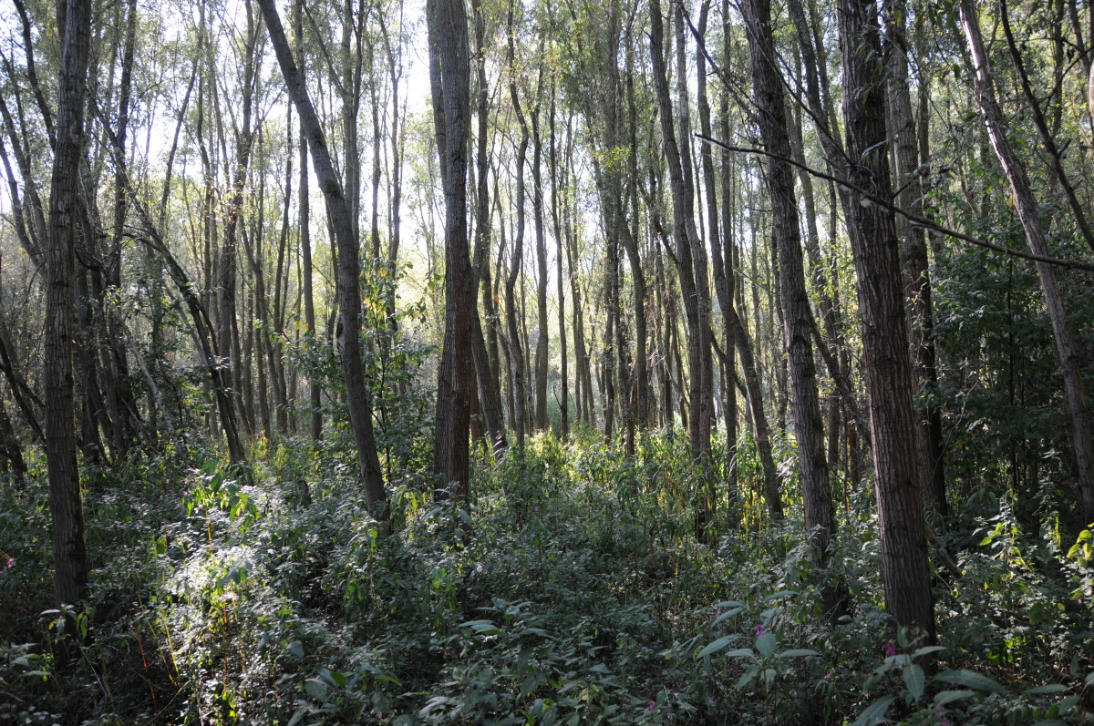 riparian_zone_thicket_light_nature_poplar_undergrowth_forest-782149.jpg!d