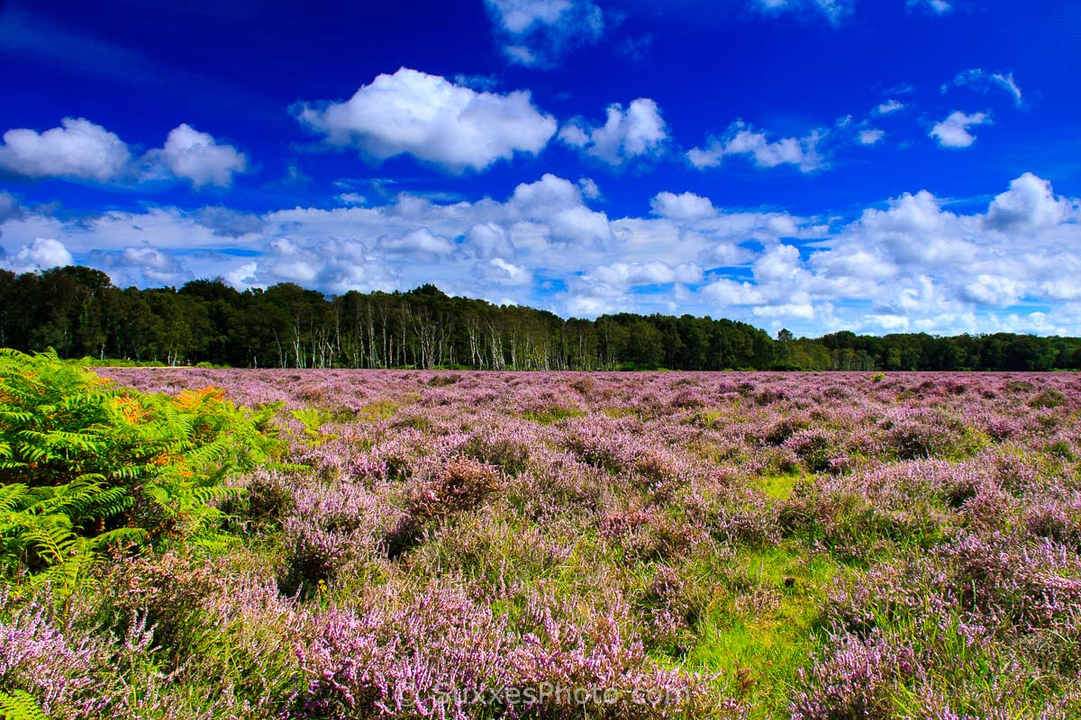 heather-heath-land-new-forest.jpg
