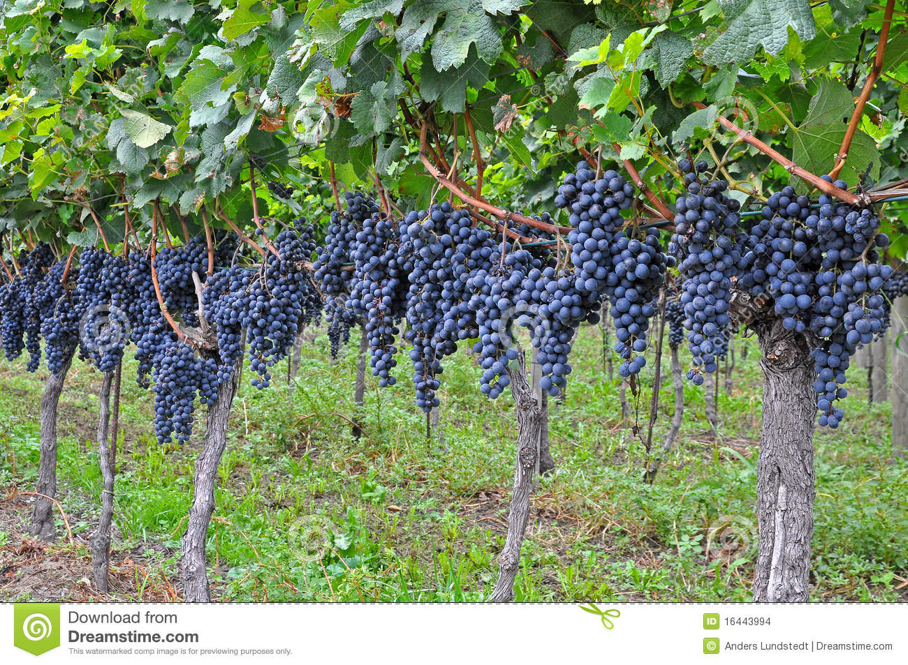 bunches-grapes-16443994.jpg
