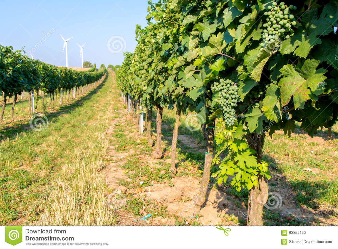 view-grape-plantation-close-green-63859190.jpg
