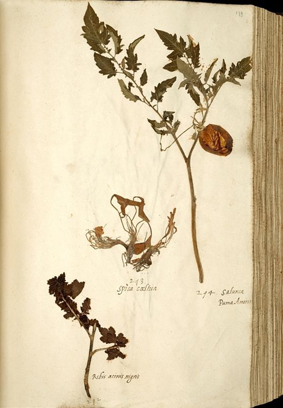 556px-Naturalis_Biodiversity_Center_-_Solanum_lycopersicum_var._lycopersicum_-_old_tomato_herbarium_sheet.jpg