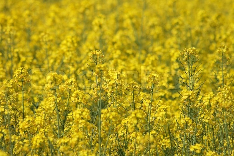 2943341-nice-natural-yellow-flower-from-the-spring-field.jpg