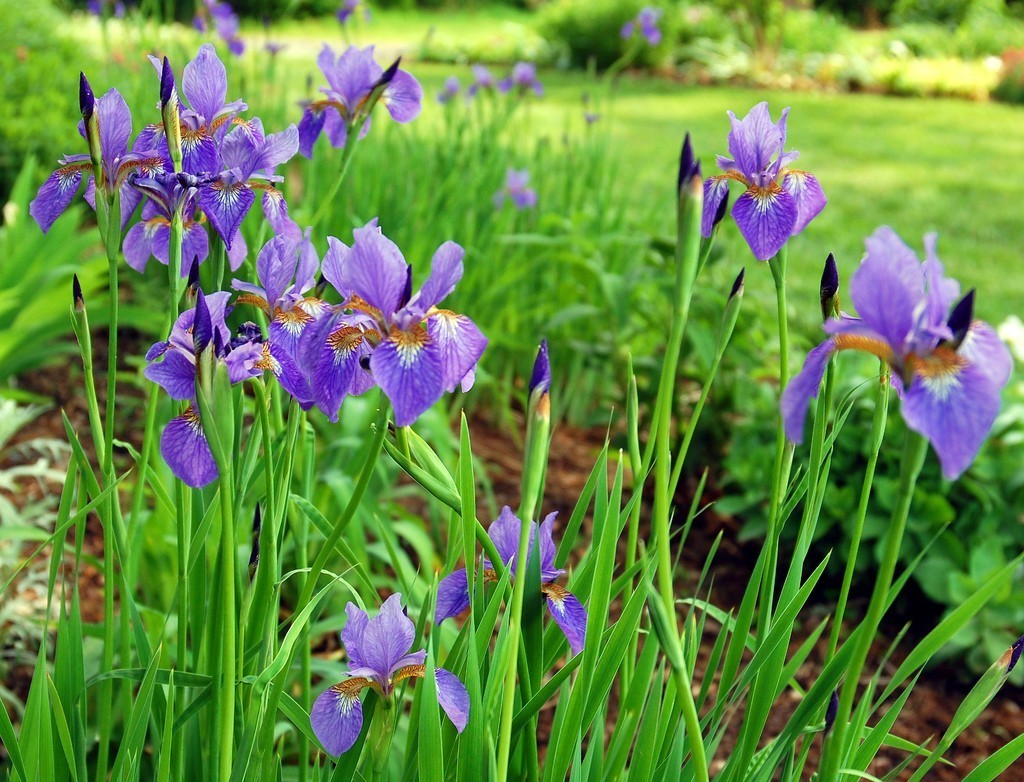 Siberian-iris.jpg