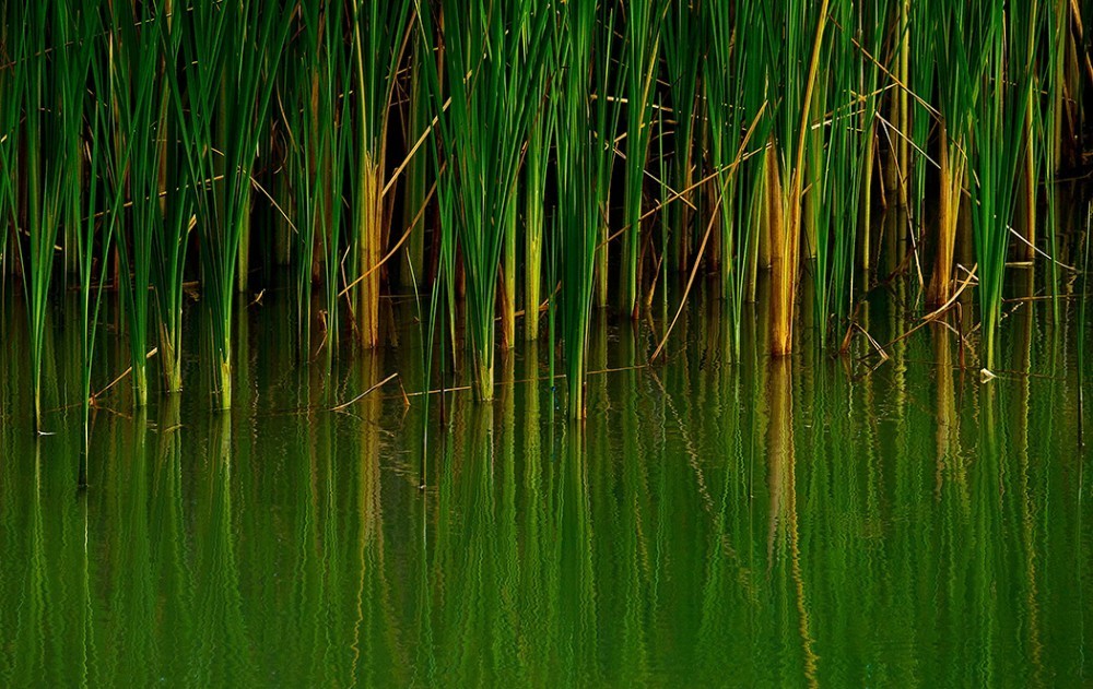 Water-reeds-1000x750.jpg